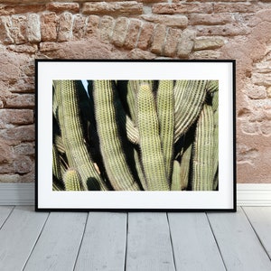 Kakteen-Poster 30x45