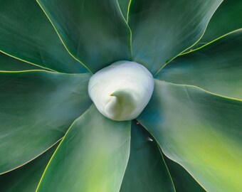 Foxtail Agave