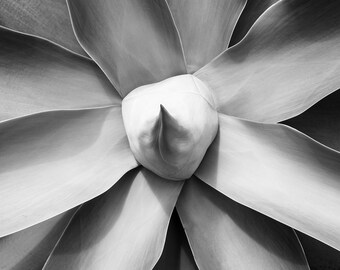 Foxtail Agave