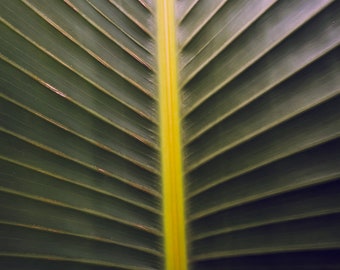 Palm Leaf Plant