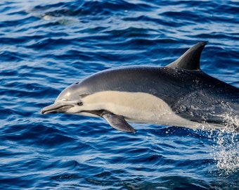 Bottle Nose Dolphin Photos