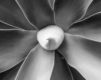 Foxtail Agave
