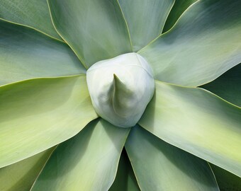 Foxtail Agave