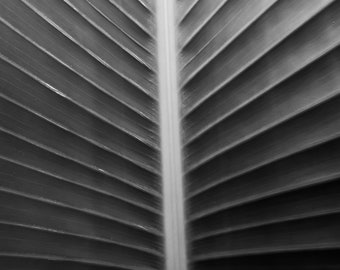 Palm Leaf Plant