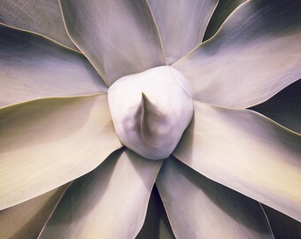 Foxtail Agave