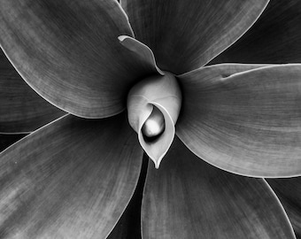 Foxtail Agave