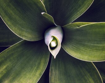 Foxtail Agave