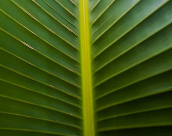 Palm Leaf Plant