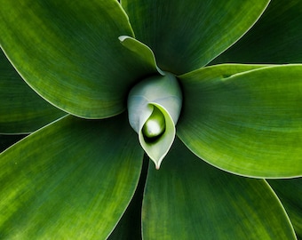 Foxtail Agave