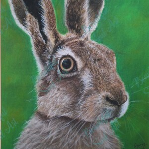 May include: A close-up portrait of a brown and white hare with large ears. The hare is looking to the right of the image. The background is a solid green.