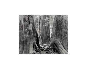 Ross Creek - Trío