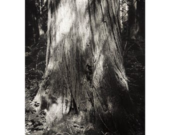 Ross Creek Cedars - 09/02/2024 - Yashica 124G - Cuadro 11
