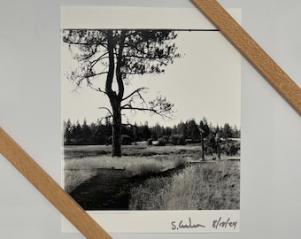 Árbol de la horquilla - Refugio de vida silvestre de Turnbull