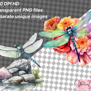 May include: Two watercolor illustrations of dragonflies. One dragonfly is perched on a rock with a small stream in the background. The other dragonfly is surrounded by pink and orange flowers.