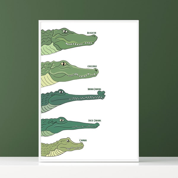 Type of Crocodiles alligators poster Kids printable jungle Poster Type of animals wall art Playroom Nursery Room Decor Printable Colors Art