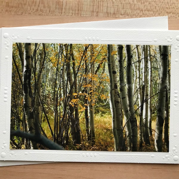 Rocky Mountain National Park, Fall Aspen Grove Photography Notecard