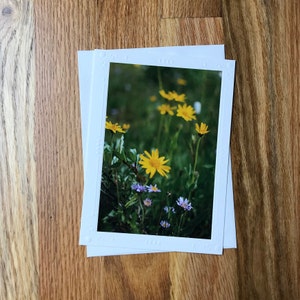 Rocky Mountain National Park Summer Wildflowers Photography Notecard