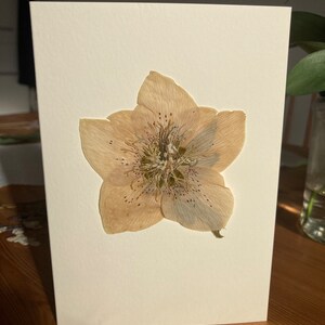 May include: A pressed, dried flower on a white card. The flower is a light brown colour with a star shape and a light blue centre.