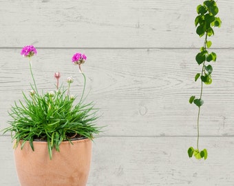Flower Pot Wallpaper