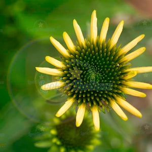 Coneflower - Echinacea Wall Art