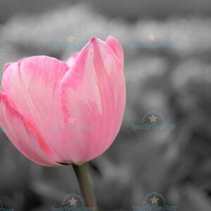 Stylized Tulips Wall Art