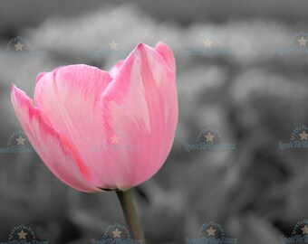 Stylized Tulips Wall Art