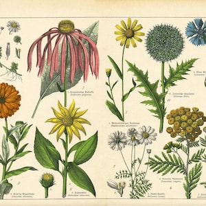 Vintage Botanicals - set di 8 disegni botanici - Carta per decoupage