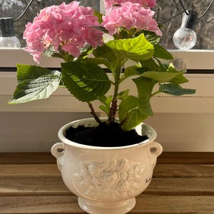 以下が含まれることがあります： 鮮やかなピンクの花と緑の葉を持つ鉢植えのアジサイ。白い装飾的なセラミックポットに入っており、花のレリーフデザインと小さなハンドルが付いています。木製の表面に置かれています。
