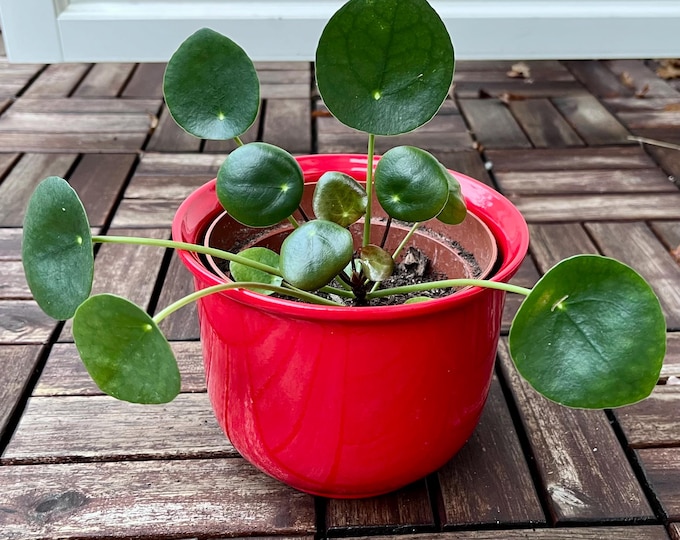 Red ceramic plant pot, 15 cm. Made in Germany