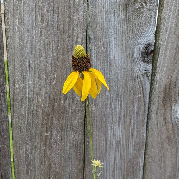 Texas Coneflower (Rudbeckia Texana) Seeds - Native Wildflower - Texas Wildflower - Perennial Wildflower - Rare Seeds