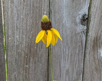 Semillas de Rudbeckia texana (Equinacea texana) - Flor silvestre nativa - Flor silvestre texana - Flor silvestre perenne - Semillas raras