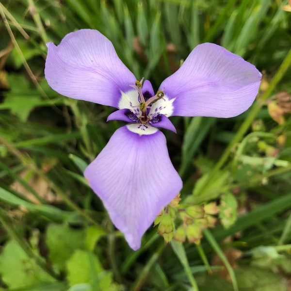 Prairie Nymph (Herbertia Lahue) Seeds - Native Wildflower - Texas Wildflower - Iris Seeds - Rare Seeds - Fairy Garden - Shade Garden