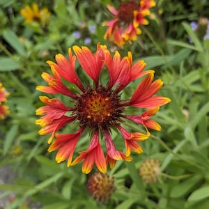 Könnte beinhalten: Eine leuchtend rote und gelbe Blume mit einem dunkelbraunen Zentrum, umgeben von grünem Laub.