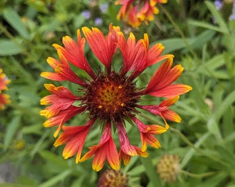 Prairie Firewheel (Gaillardia Aestivalis) Seeds - Lanceleaf Blanketflower - Native Wildflower  - Texas Wildflower - Perennial Wildflower