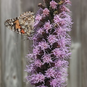 Prairie Blazing Star (Liatris Pycnostachya) Seeds - Native Wildflower  - Texas Wildflower - Perennial Wildflower - Rare Seeds
