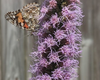 Prairie Blazing Star (Liatris Pycnostachya) Seeds - Native Wildflower  - Texas Wildflower - Perennial Wildflower - Rare Seeds