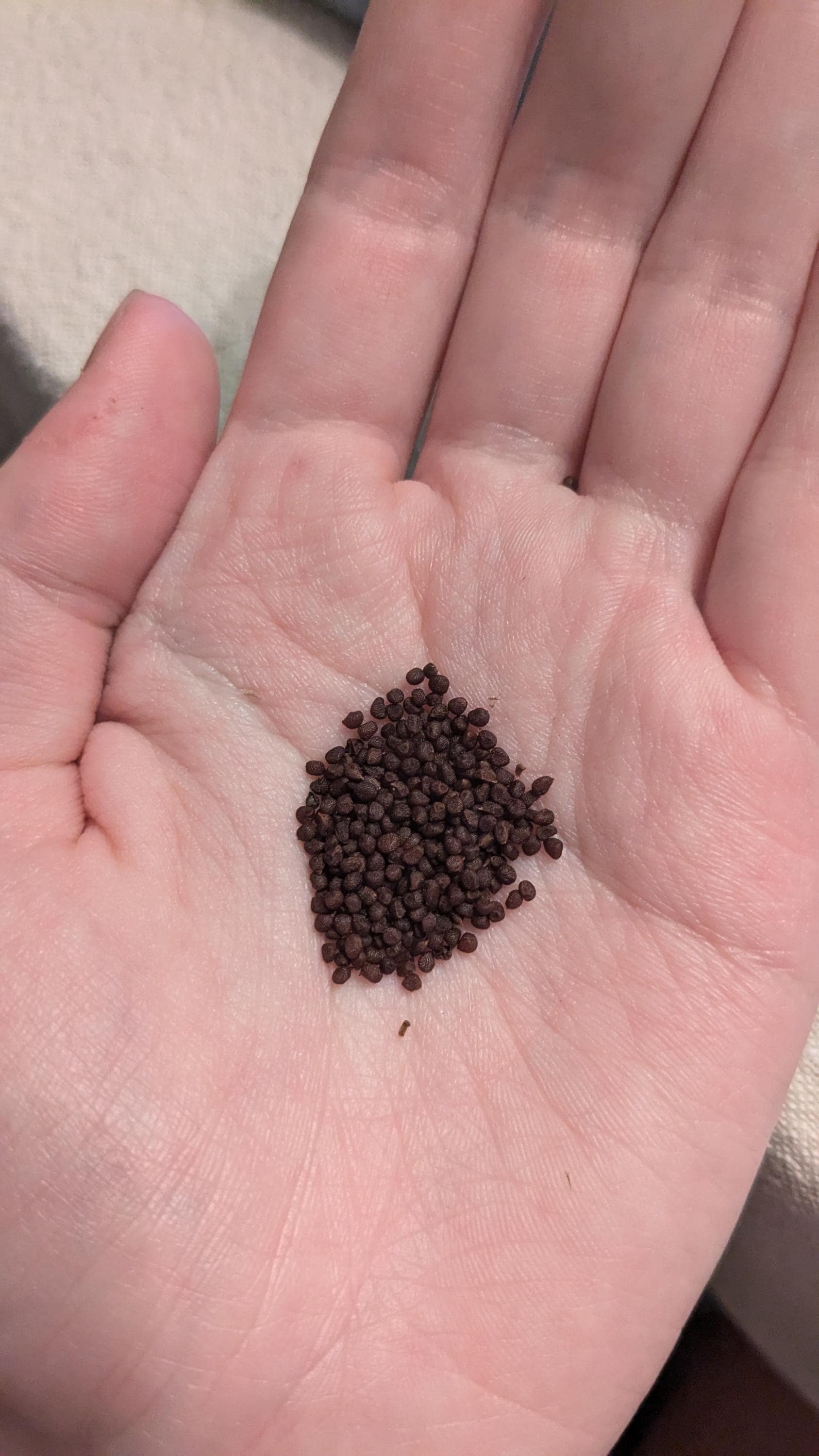Prairie Nymph (herbertia Lahue) Seeds - Native Wildflower - Texas