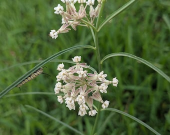 Slim Milkweed (Asclepias Linearis) Seeds - Native Milkweed - Native Wildflower - Texas Wildflower - Rare Milkweed - Rare Seeds