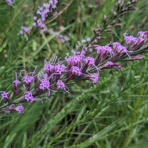 Sharp Blazing Star (Liatris Acidota) Seeds - Native Wildflower  - Texas Wildflower - Perennial Wildflower - Rare Seeds - Cut Flower Garden