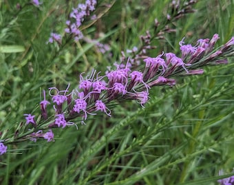 Sharp Blazing Star (Liatris Acidota) Seeds - Native Wildflower  - Texas Wildflower - Perennial Wildflower - Rare Seeds - Cut Flower Garden