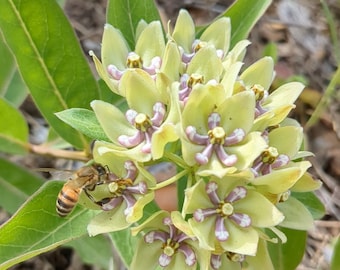 Grüne Wolfsmilch (Asclepias Viridis) Samen - Wildblumen - Schmetterlingsgarten - Bestäubergarten