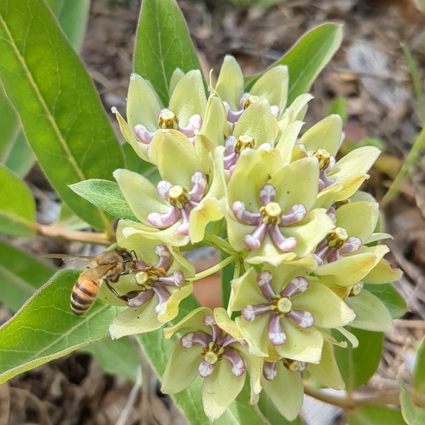 Green Milkweed (Asclepias Viridis) Seeds - Native Milkweed - Native Wildflower - Texas Wildflower - Butterfly Garden - Pollinator Garden