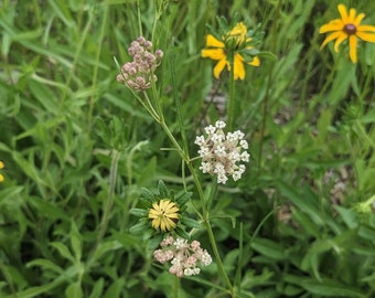 Slim Milkweed (Asclepias Linearis) Seeds - Native Milkweed - Native Wildflower - Texas Wildflower - Rare Milkweed - Rare Seeds