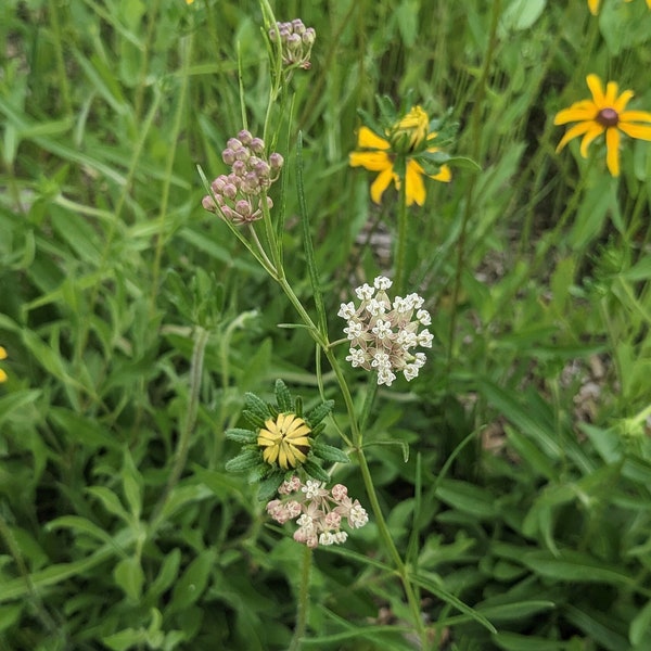 Slim Milkweed (Asclepias Linearis) Seeds - Native Milkweed - Native Wildflower - Texas Wildflower - Rare Milkweed - Rare Seeds