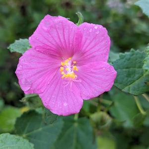 Texas Rock Rose (Pavonia Lasiopetala) Samen - Einheimische Wildblume - Texas Wildblume - Mehrjährige Wildblume - Vogel- & Bestäuberfreundlich