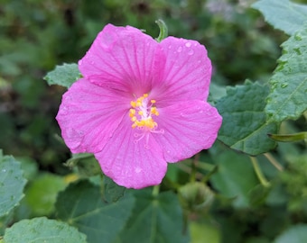 Semillas de Pavonia Lasiopetala (Rosa de Texas) - Flor silvestre nativa - Flor silvestre de Texas - Flor silvestre perenne - Amigable con las aves y los polinizadores