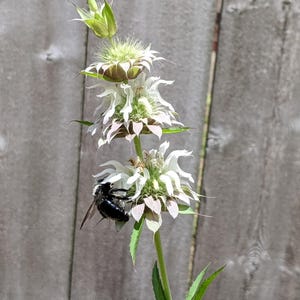 Spotted Bee Balm (Monarda Punctata) Seeds White Variant - Native Wildflower - Texas Wildflower - Annual Wildflower