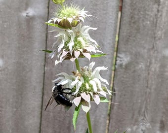 Spotted Bee Balm (Monarda Punctata) Seeds White Variant - Native Wildflower - Texas Wildflower - Annual Wildflower