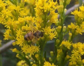 Seaside Goldenrod (Solidago Sempervirens) Seeds - Native Wildflower  - Texas Wildflower - Perennial Wildflower