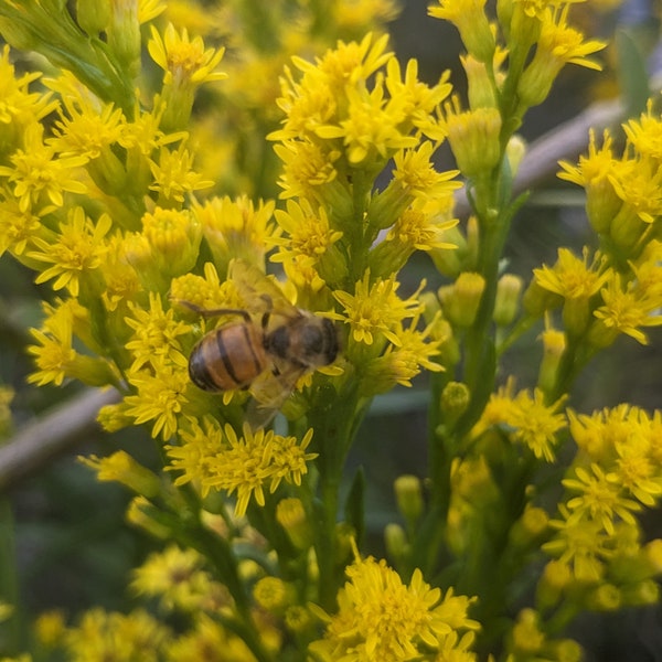 Seaside Goldenrod (Solidago Sempervirens) Seeds - Native Wildflower  - Texas Wildflower - Perennial Wildflower